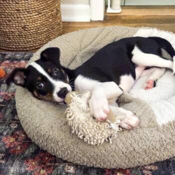 Terrier Dogs Available for Adoption - Rue | PetCurious