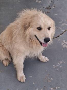 River -  Great Pyrenees Dog for Adoption in Stuart, Virginia - River | PetCurious
