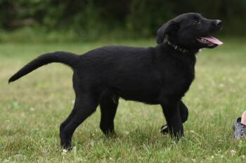 Beau -  Labrador Retriever and Newfoundland Dog Dog for Adoption in Mechanicsburg, Pennsylvania - Beau | PetCurious