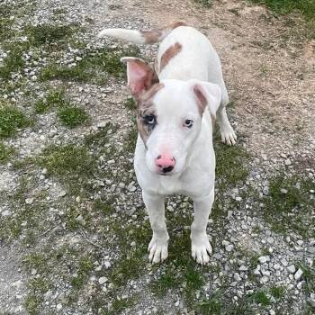 Pit Bull Terrier Dogs Available for Adoption - Skeeter | PetCurious