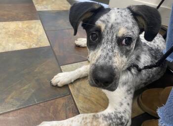 Australian Cattle Dog Blue Heeler and Cattle Dog Dogs Available for Adoption in Scroggins, Texas - Merle | PetCurious