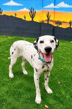 Spot-Phoenix, AZ -  Dalmatian Dog for Adoption in San Diego, California - Spot-Phoenix, AZ | PetCurious