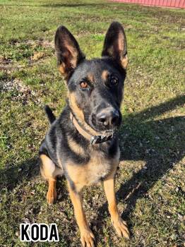Rescue German Shepherd Dog Dogs for Adoption in Dauphin, Manitoba - Koda | PetCurious