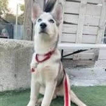 Husky Dogs Available for Adoption - Niko | PetCurious