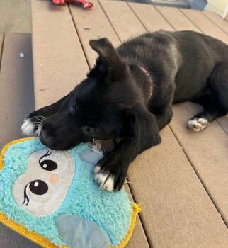 Labrador Retriever Dogs Available for Adoption - Allee | PetCurious