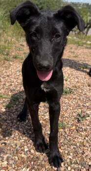 Midori -  Labrador Retriever Dog for Adoption in Rollingwood, Texas - Midori | PetCurious