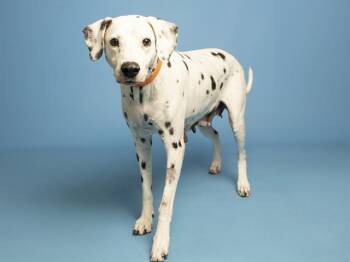 ZINNIA -  Dalmatian Dog for Adoption in Phoenix, Arizona - ZINNIA | PetCurious