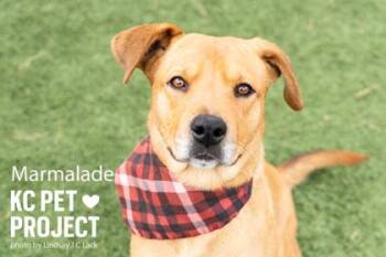 Mixed Breed Dogs Available for Adoption in Kansas City, Missouri - Marmalade | PetCurious