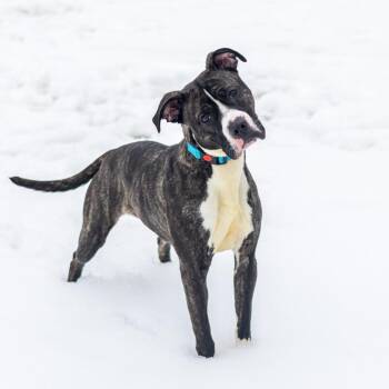 Pit Bull Terrier Dogs Available for Adoption - Angel Melody | PetCurious