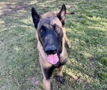 Belgian Shepherd Malinois Dogs Available for Adoption in Riverside, California - NARUTO | PetCurious