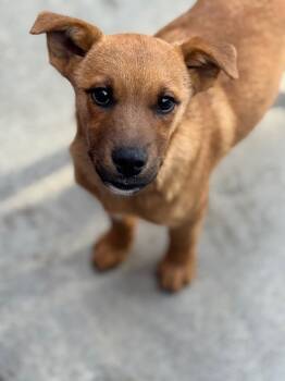 Rescue Cattle Dog and Shepherd Dogs for Adoption in Fort Lupton, Colorado - Trobbio | PetCurious