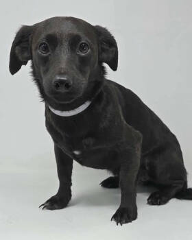 Rescue Chihuahua and Dachshund Dogs for Adoption in New York, New York - Strawberry | PetCurious