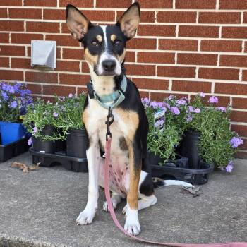 Collie and Labrador Retriever Dogs Available for Adoption in Baldwin, Maryland - Precious | PetCurious