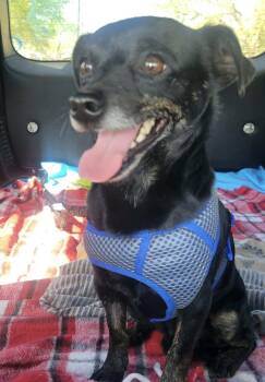 Chihuahua Dogs Available for Adoption in Ladonia, Texas - Peanut | PetCurious