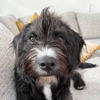 Marlene -  Scottish Deerhound Dog for Adoption - Marlene | PetCurious