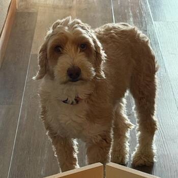 Nova -  Australian Shepherd and Standard Poodle Dog for Adoption in Mooresville, Indiana - Nova | PetCurious