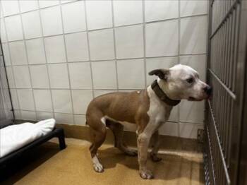 BRINK -  Pit Bull Terrier Dog for Adoption in Derwood, Maryland - BRINK | PetCurious