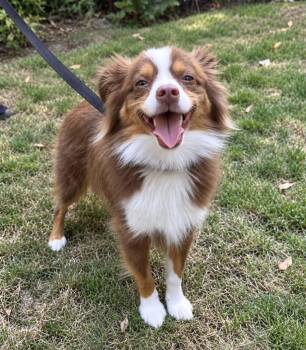 Auggie -  Australian Shepherd Dog for Adoption in Puyallup, Washington - Auggie | PetCurious
