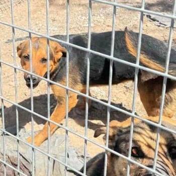 Kristy -  Shepherd and Mixed Breed Dog for Adoption in Las Vegas, Nevada - Kristy | PetCurious