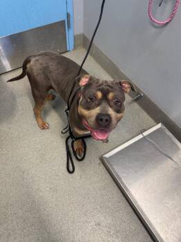 Jumanji -  Pit Bull Terrier Dog for Adoption in Bloomington, Indiana - Jumanji | PetCurious