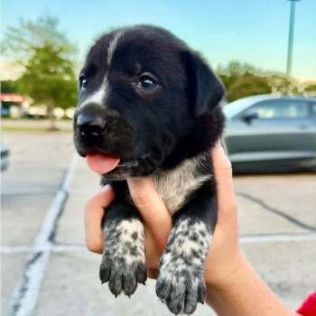 Nitro -  Border Collie and Mixed Breed Dog for Adoption in Brainerd, Minnesota - Nitro | PetCurious