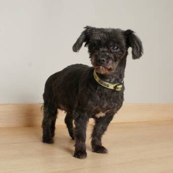 Shih Tzu and Mixed Breed Dogs Available for Adoption in Minnetonka, Minnesota - Riggy Moe D65456 (Sponsored) | PetCurious