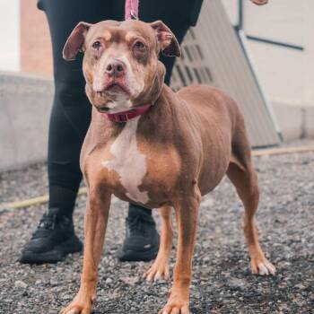 Butters -  Boxer and Mixed Breed Dog for Adoption in New York, New York - Butters | PetCurious
