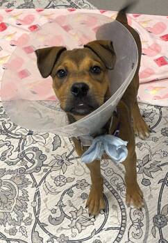 Cala -  Mixed Breed Dog for Adoption in Alexandria, Virginia - Cala | PetCurious