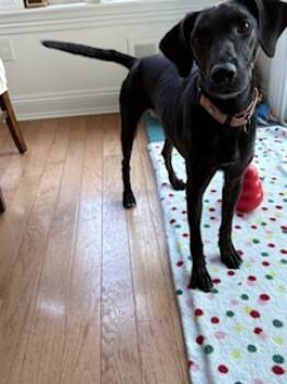 Rescue Hound and Mixed Breed Dogs for Adoption in Morristown, New Jersey - Poppy Seed - Available In Foster | PetCurious