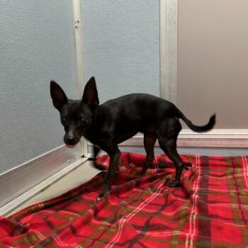 Anubis -  Chihuahua Dog for Adoption in Des Moines, Iowa - Anubis | PetCurious