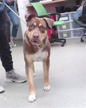 LL DROOL J -  Labrador Retriever and Pit Bull Terrier Dog for Adoption in Omaha, Nebraska - LL DROOL J | PetCurious
