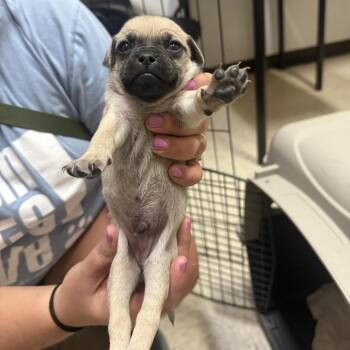 Hideaway -  Pug and Chihuahua Dog for Adoption in Austin, Texas - Hideaway | PetCurious