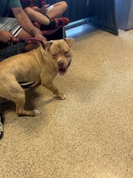 Rescue Pit Bull Terrier Dogs for Adoption in Doral, Florida - BICCHI | PetCurious