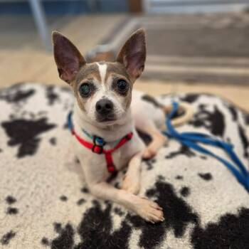 Roo -  Chihuahua Dog for Adoption in Sparta, Wisconsin - Roo | PetCurious