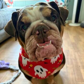 Dyor -  English Bulldog Dog for Adoption in Phenix City, Alabama - Dyor | PetCurious