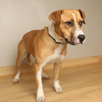 Alvin D71321 -  Coonhound and Beagle Dog for Adoption in Minnetonka, Minnesota - Alvin D71321 | PetCurious