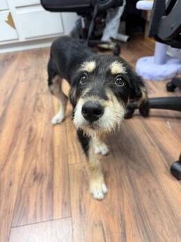 Utah -  Schnauzer and Mixed Breed Dog for Adoption in Lawrenceville, Georgia - Utah | PetCurious