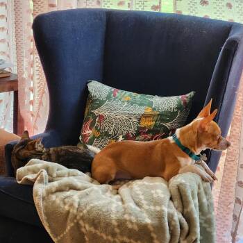 Melo -  Mixed Breed Dog for Adoption in Skokie, Illinois - Melo | PetCurious
