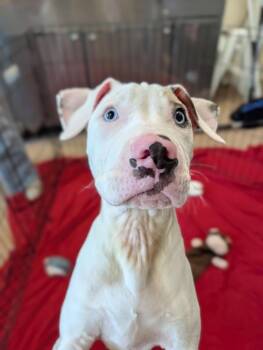Alexie -  Pit Bull Terrier Dog for Adoption in Santa Rosa, California - Alexie | PetCurious