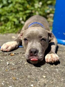 Thelma -  Pit Bull Terrier and Mixed Breed Dog Available for Adoption in New Orleans, Louisiana - Thelma | PetCurious
