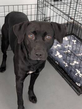 Charlie -  Labrador Retriever and Pit Bull Terrier Dog for Adoption in Johnson City, Tennessee - Charlie | PetCurious