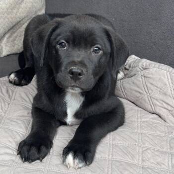 Black Labrador Retriever and Coonhound Dogs Available for Adoption in Atlanta, Texas - Pablo | PetCurious