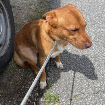Australian Kelpie and Mixed Breed Dogs Available for Adoption in Galveston, Texas - Trooper | PetCurious