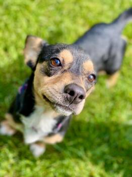 Alexis -  Chihuahua and Dachshund Dog for Adoption in Urbandale, Iowa - Alexis | PetCurious