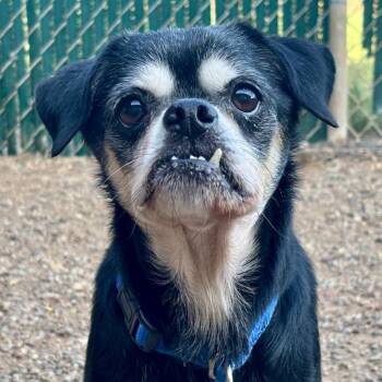 Finn -  Mixed Breed Dog for Adoption in Glenwood Springs, Colorado - Finn | PetCurious