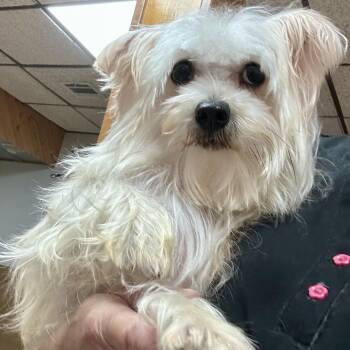 Maltese and Silky Terrier Dogs Available for Adoption - Liam | PetCurious