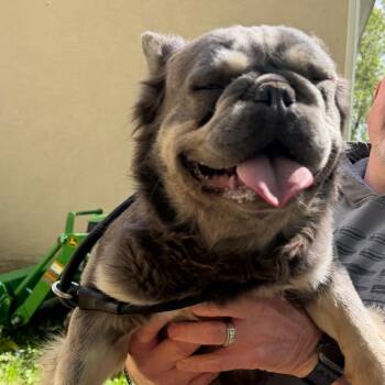 French Bulldog Dogs Available for Adoption in West Chester, Pennsylvania - Kermit | PetCurious