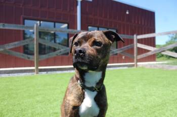Knox -  Pit Bull Terrier Dog for Adoption in Chestertown, Maryland - Knox | PetCurious