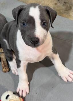 Rollo -  Pit Bull Terrier Dog for Adoption in Winder, Georgia - Rollo | PetCurious