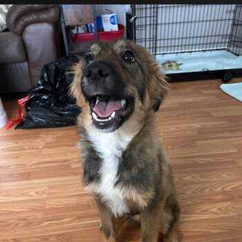 Striker -  Shepherd and Mixed Breed Dog for Adoption in Shorewood, Illinois - Striker | PetCurious